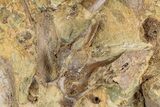 Dinosaur Tendons and Bones in Sandstone - Wyoming #228358-3